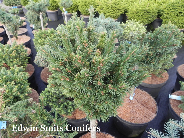 Picea obovata var. altaica 'Katanda' (# 075)